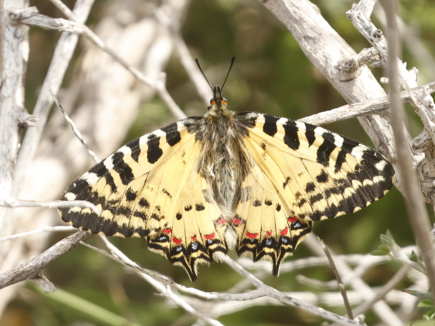 Eastern Festoon, Cyprus - Philip Precey