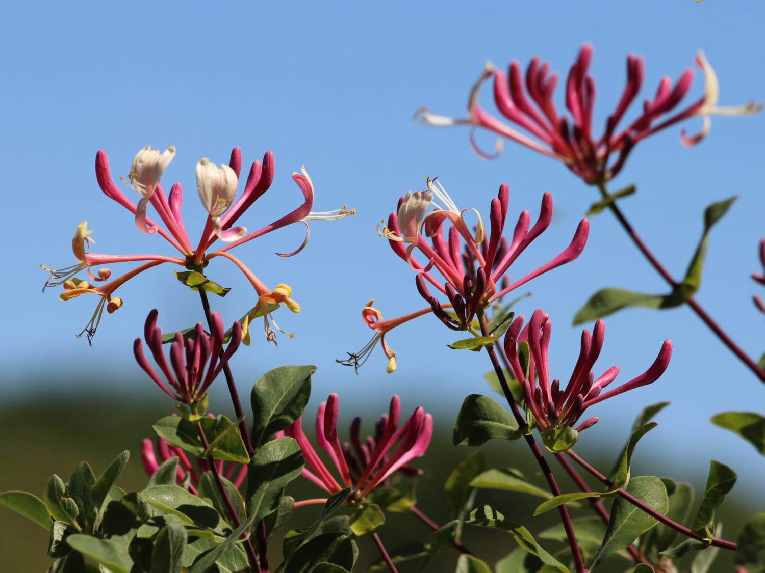 Etruscan Honeysuckle flowers