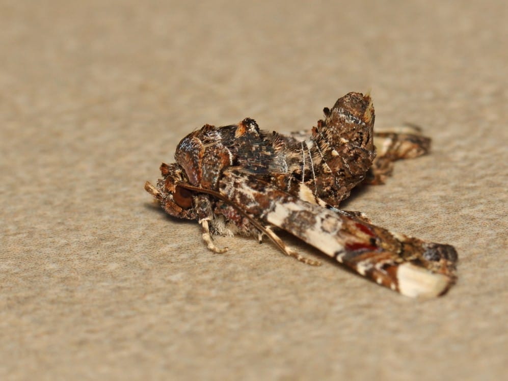 Eutelia adulatrix, Cyprus - James Lowen
