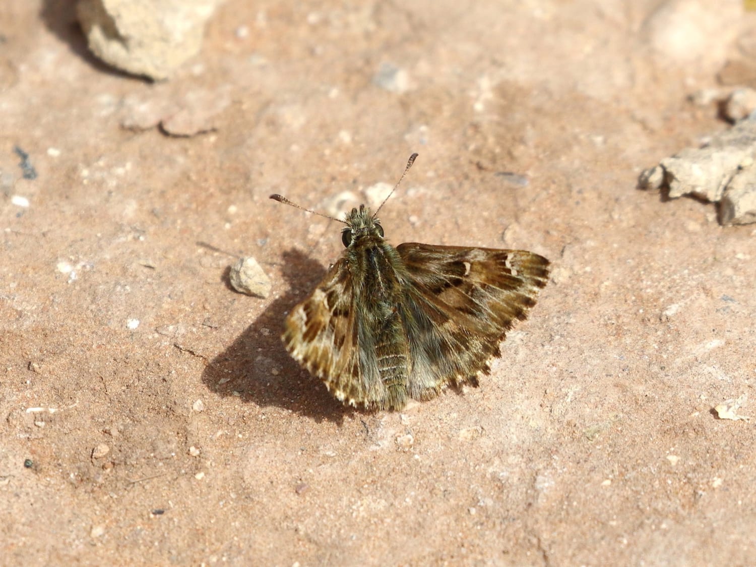 False Mallow Skipper, Morocco - Mike Symes