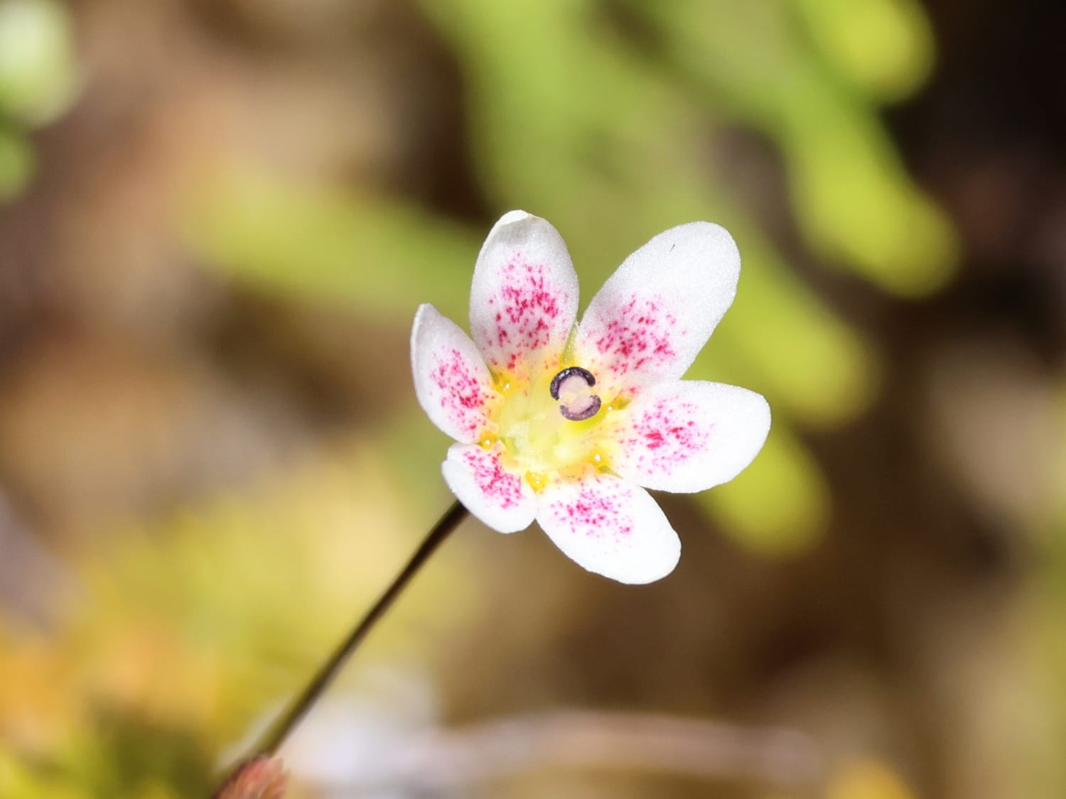 Forstera tenella, Aotearoa New Zealand - Laurie Jackson