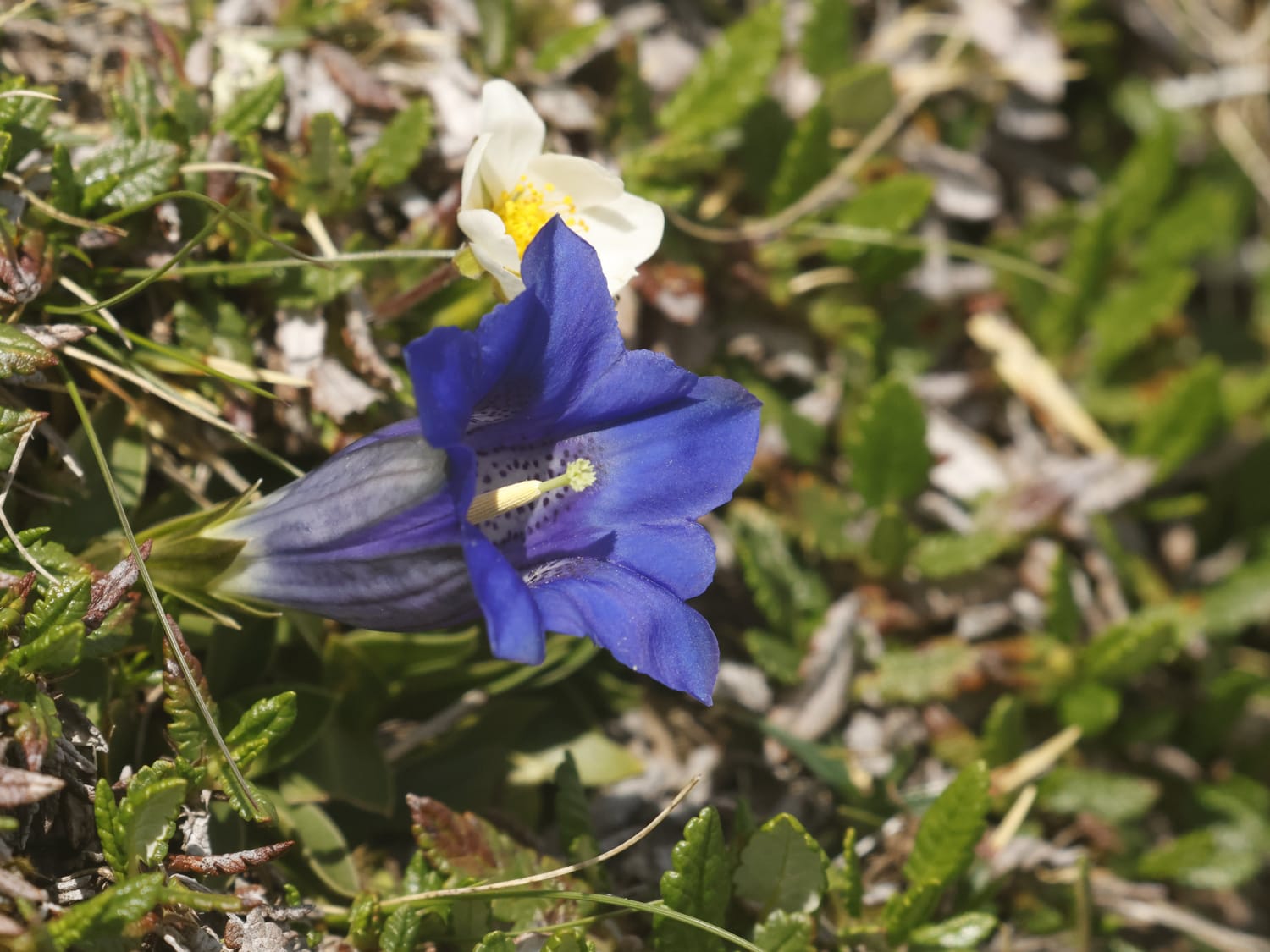 Gentiana clusii, Bavaria - Philip Precey