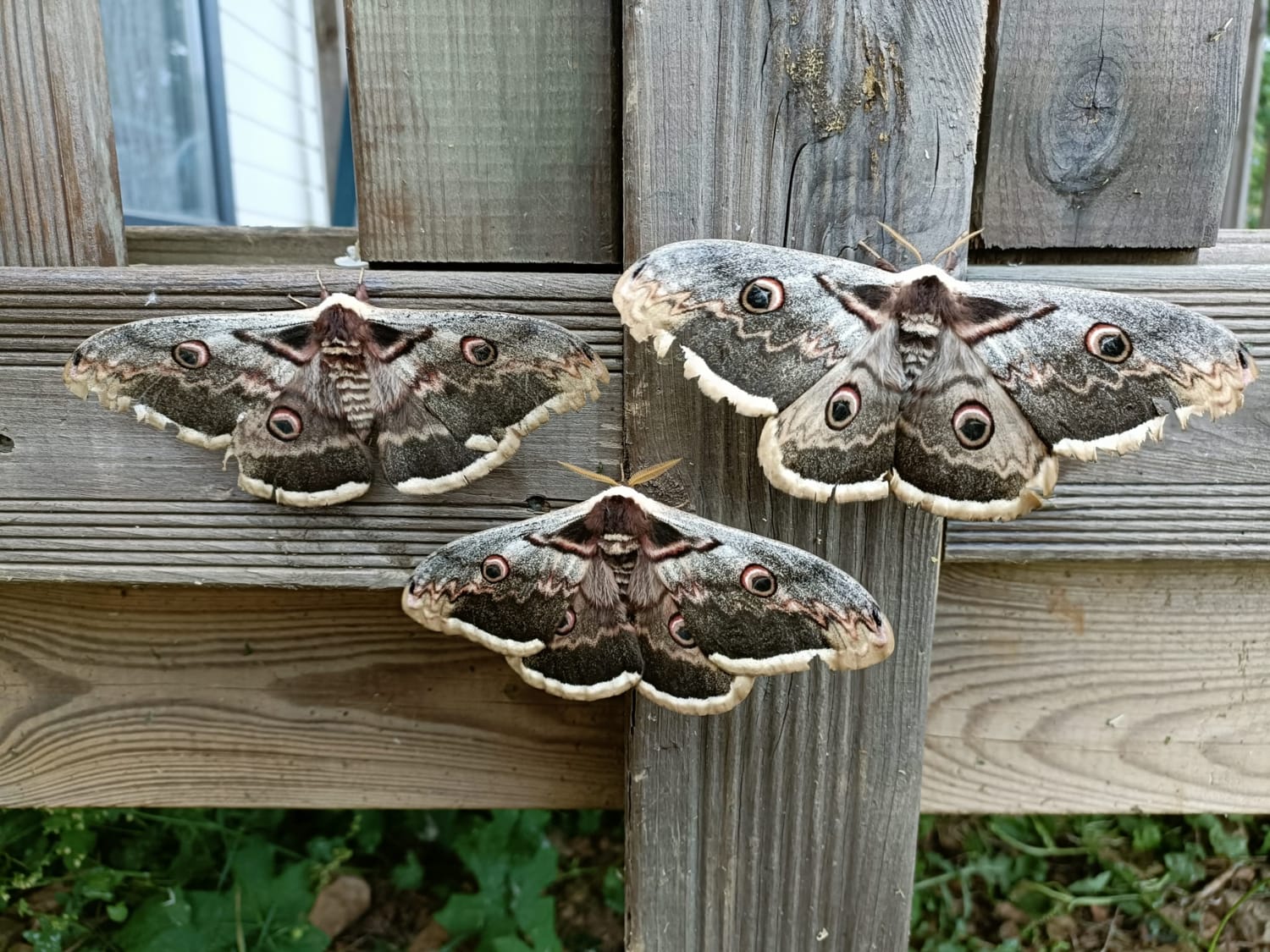 Giant Peacock Moth, Cevennes - Philip Precey