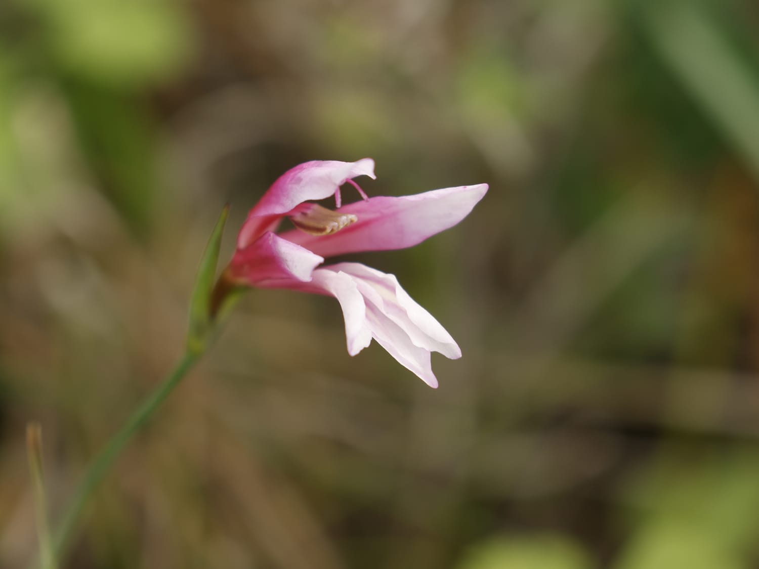 Gladiolus triphyllus, Cyprus - Philip Precey