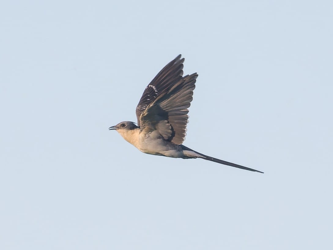 Great Spotted Cuckoo, Cyprus - James Lowen