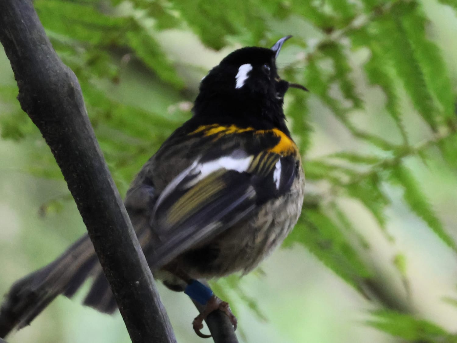 Hihi Stitchbird, Aotearoa New Zealand - Laurie Jackson