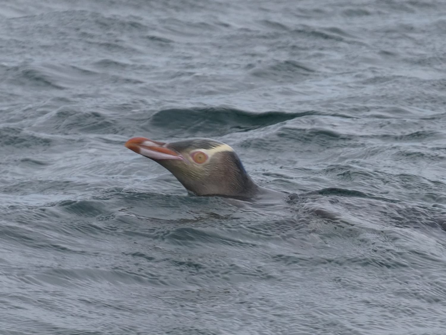 Hoiho Yellow-eyed Penguin, Aotearoa New Zealand - Michael Blencowe