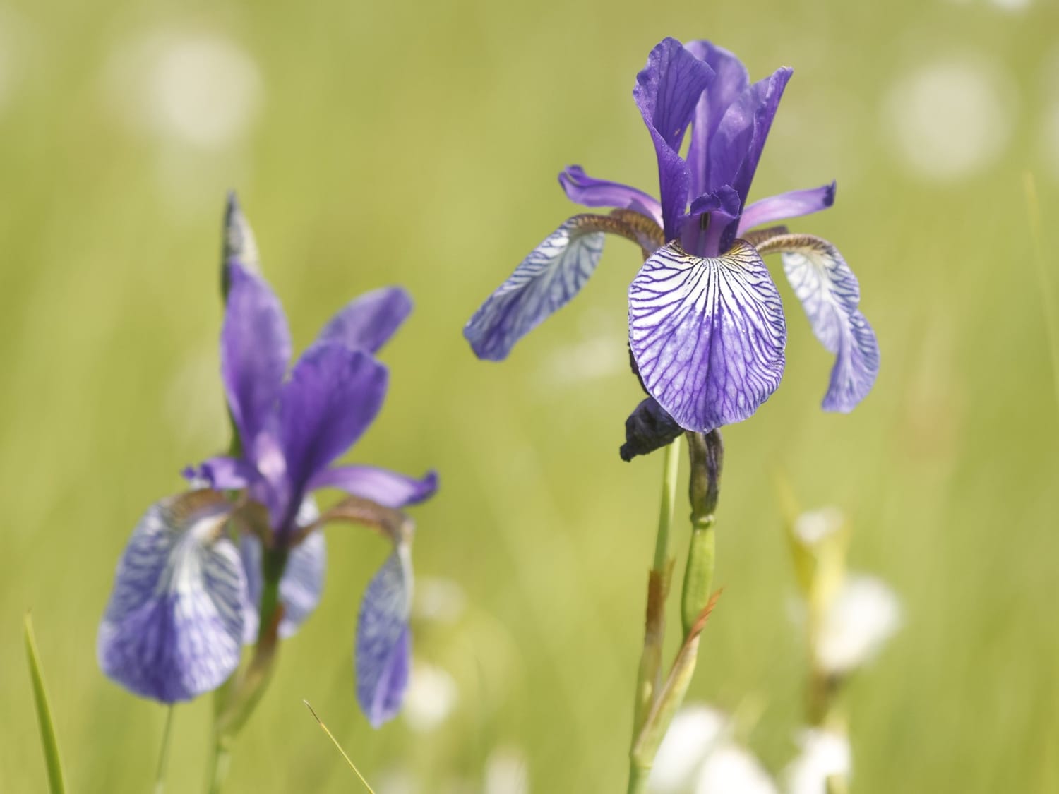 Iris sibirica, Bavaria - Philip Precey