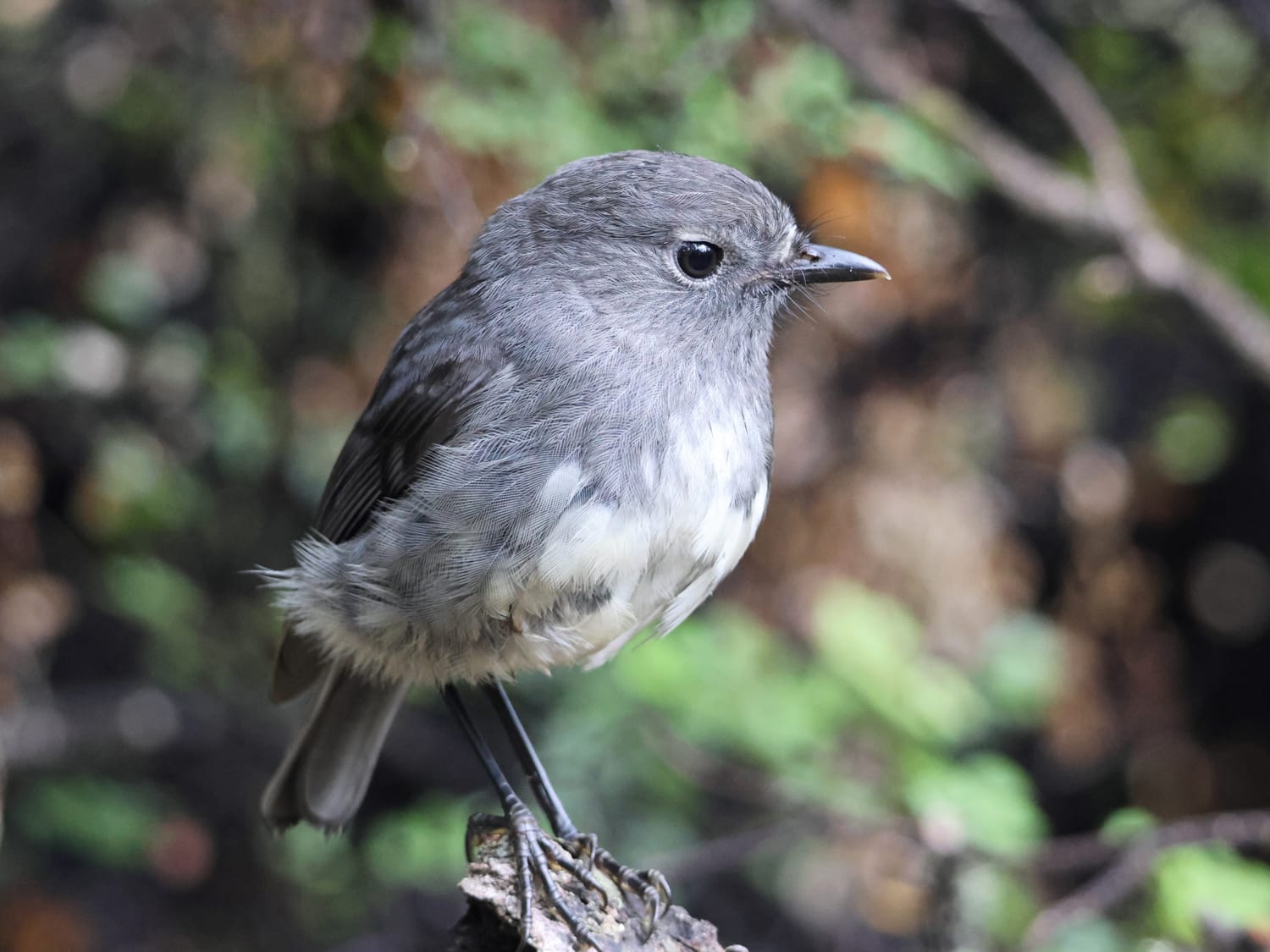 Kakaruai South Island Robin, Aotearoa New Zealand - Laurie Jackson