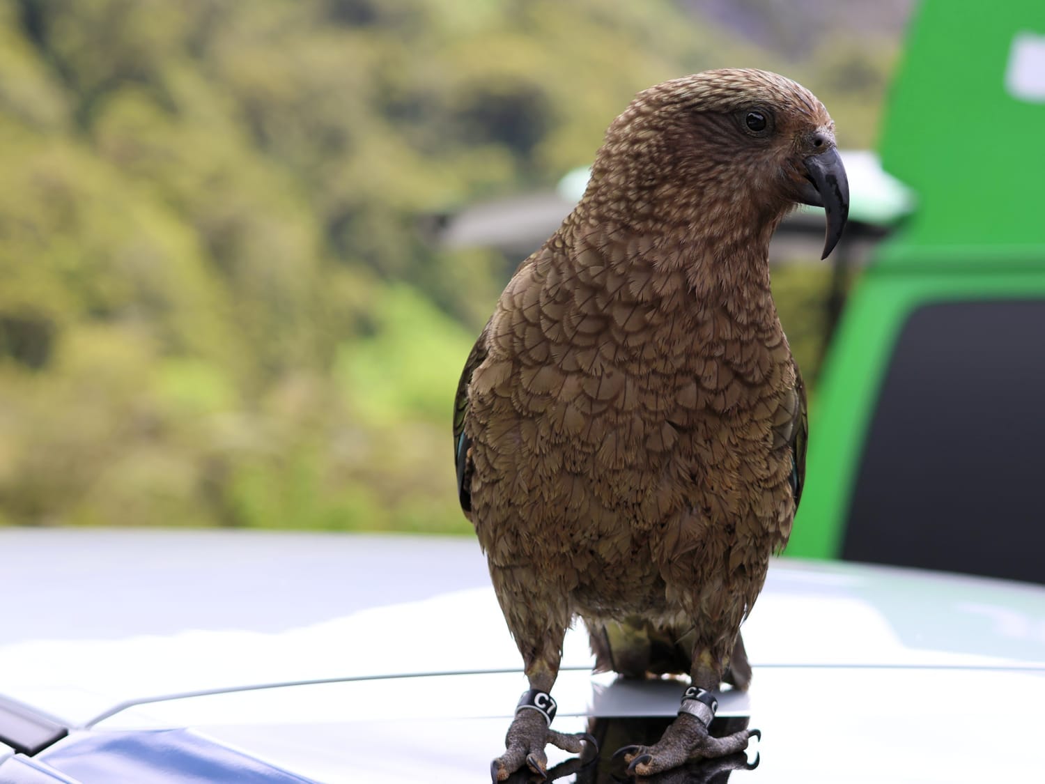 Kea, Aotearoa New Zealand - Laurie Jackson