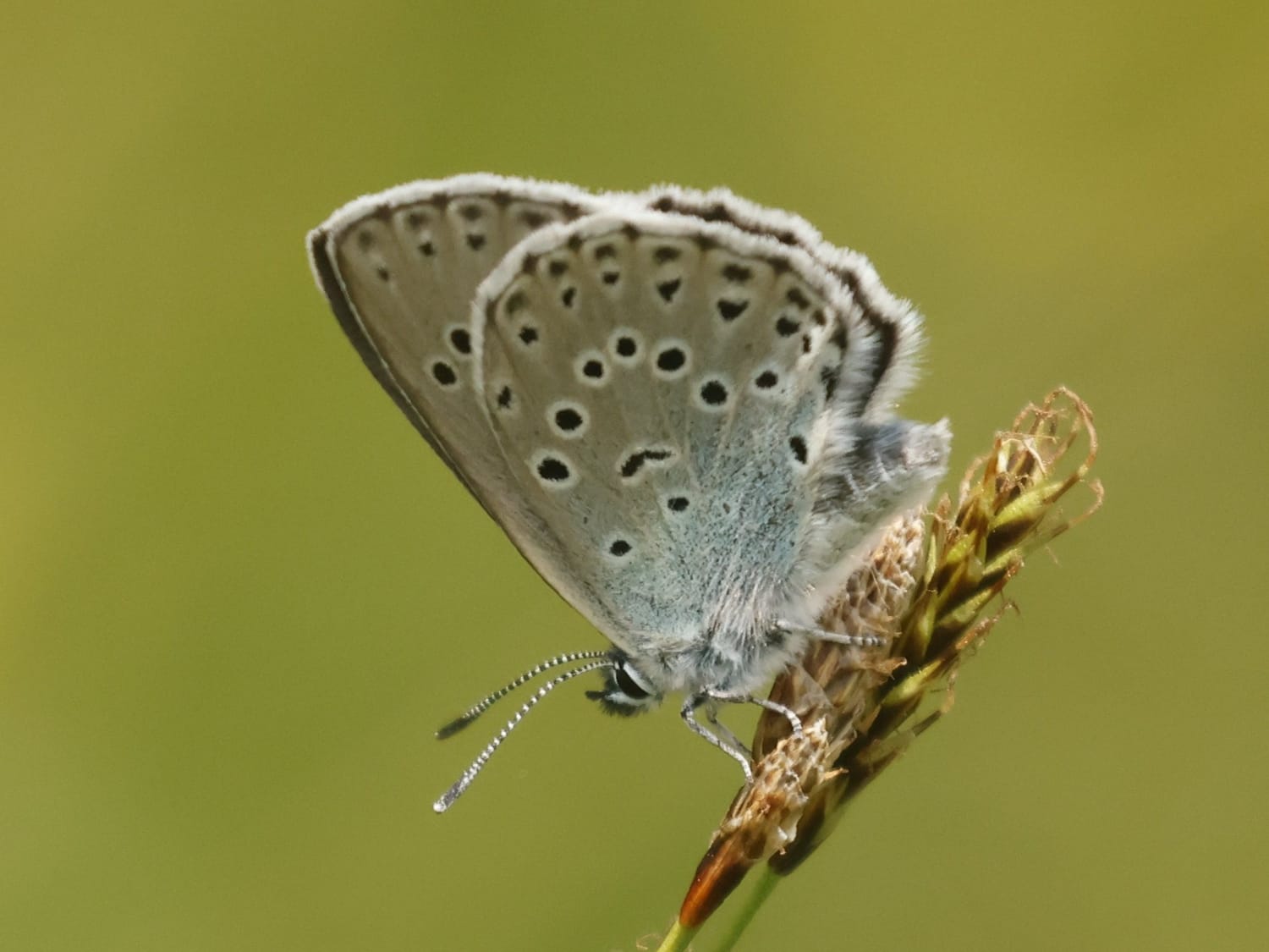 Large Blue, Bavaria - Philip Precey