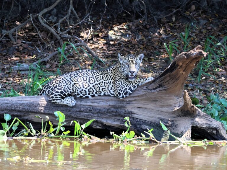 Leopard, Pantanal - Laurie Jackson