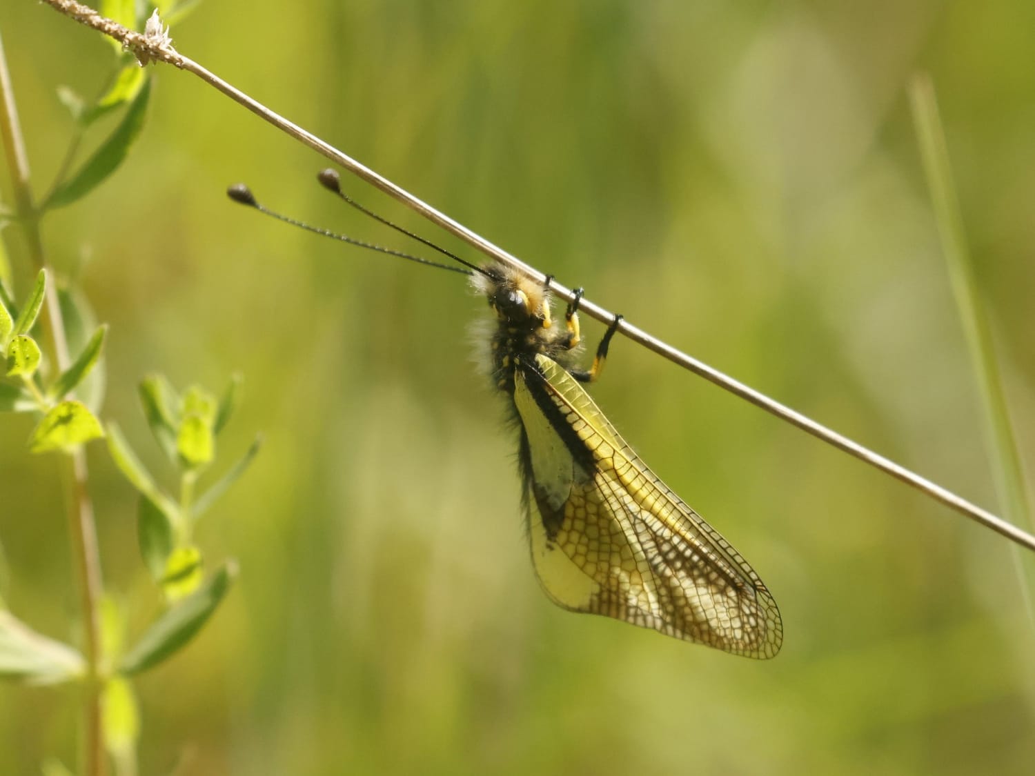 Libelloides coccajus, Cevennes - Philip Precey