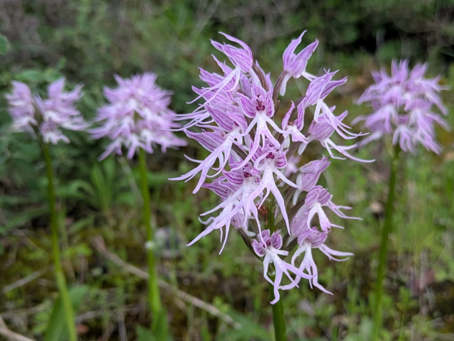 Naked Man Orchid, Cyprus - Philip Precey