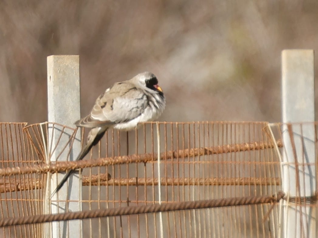 Namaqua Dove, Cyprus - Philip Precey