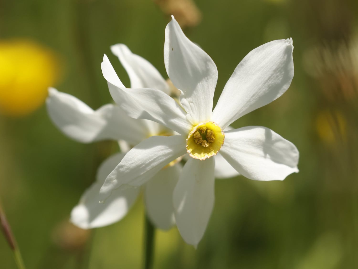 Narcissus poeticus, Cevennes - Philip Precey