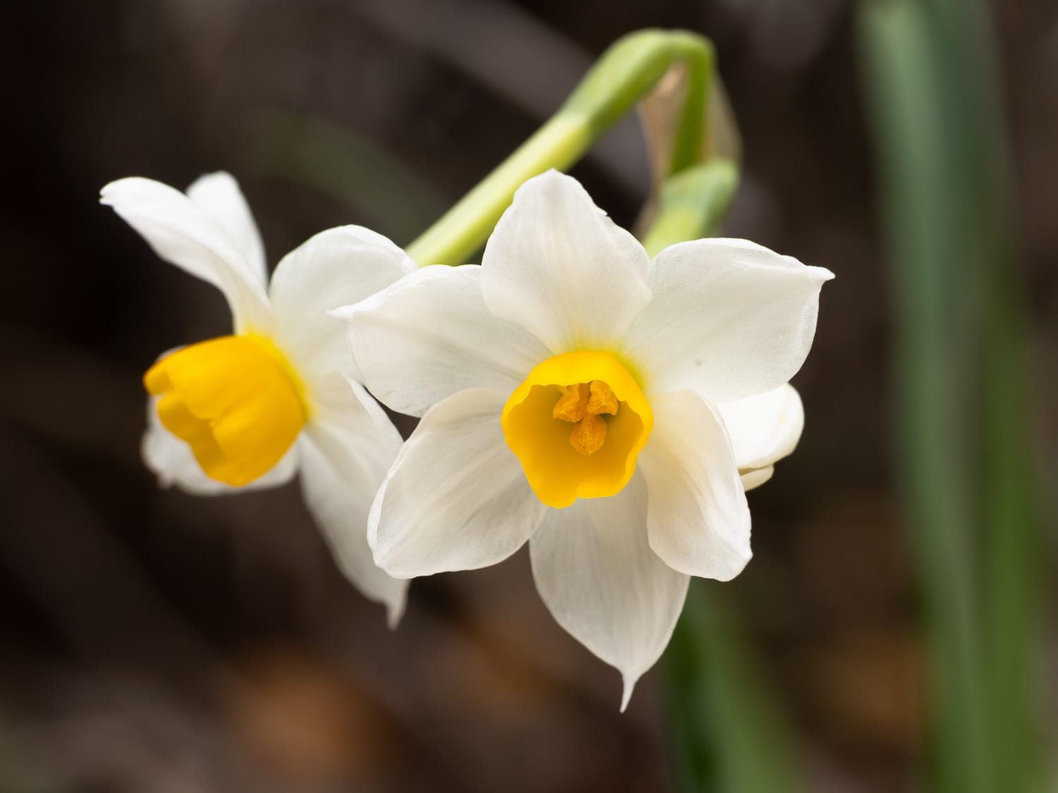 Narcissus tazetta, Cyprus - Sarah Lambert