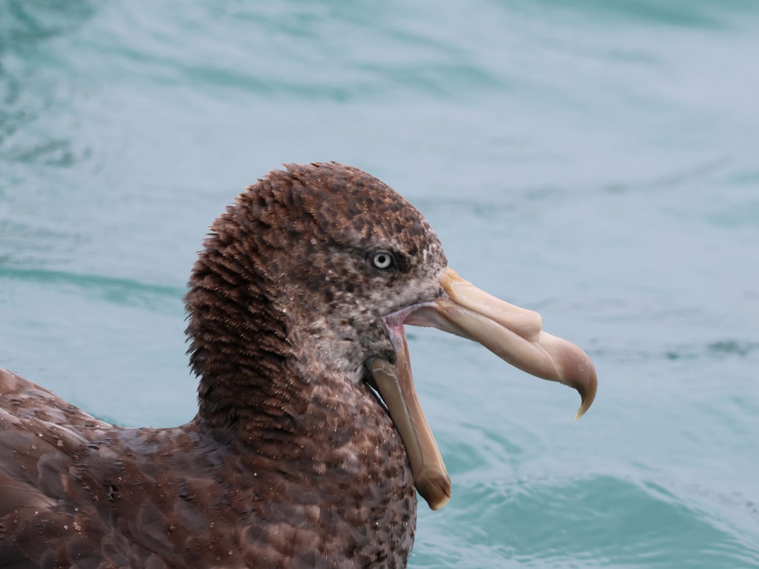 Northern Giant Petrel, Aotearoa New Zealand - Laurie Jackson