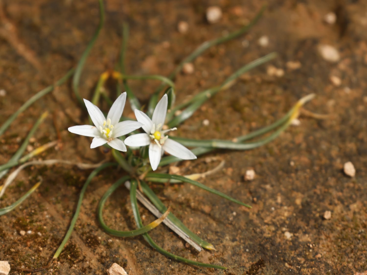 Ornithogalum pedicellare, Cyprus - Philip Precey