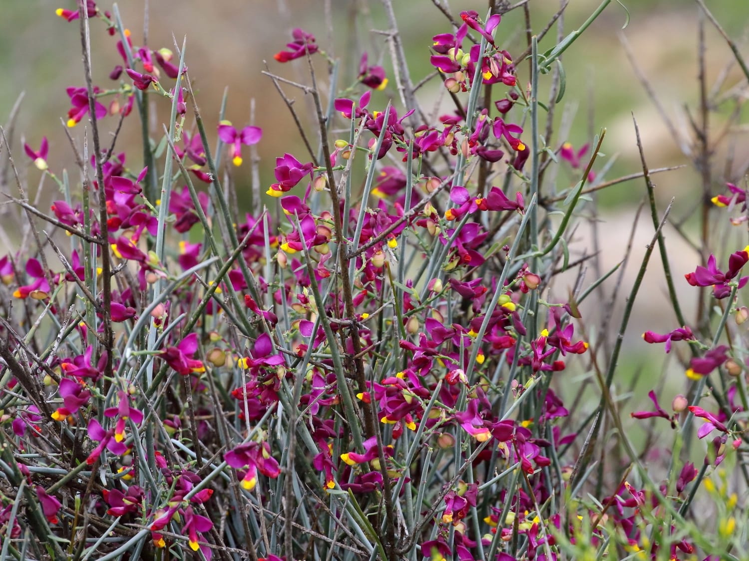 Polygala balansae, Morocco - Mike Symes