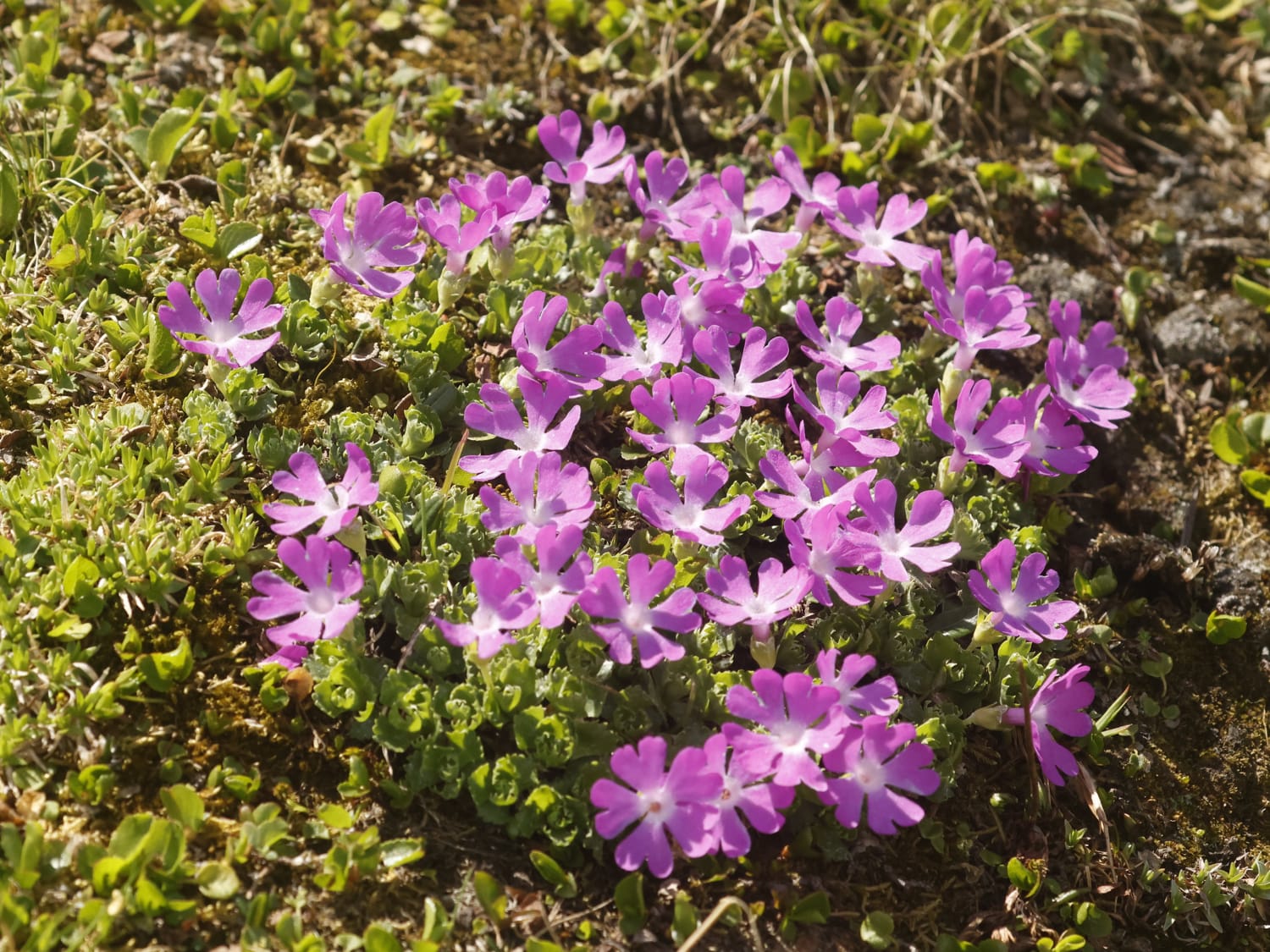 Primula minima, Bavaria - Philip Precey