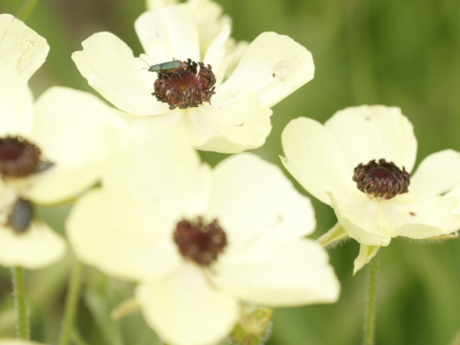 Ranunculus asiasticus, Cyprus - Philip Precey