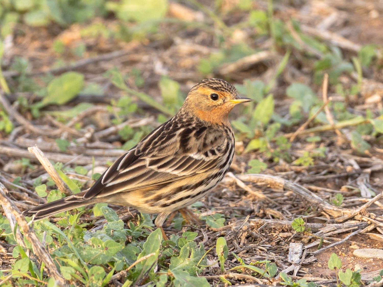 Red-throated Pipit, Cyprus - Sarah Lambert