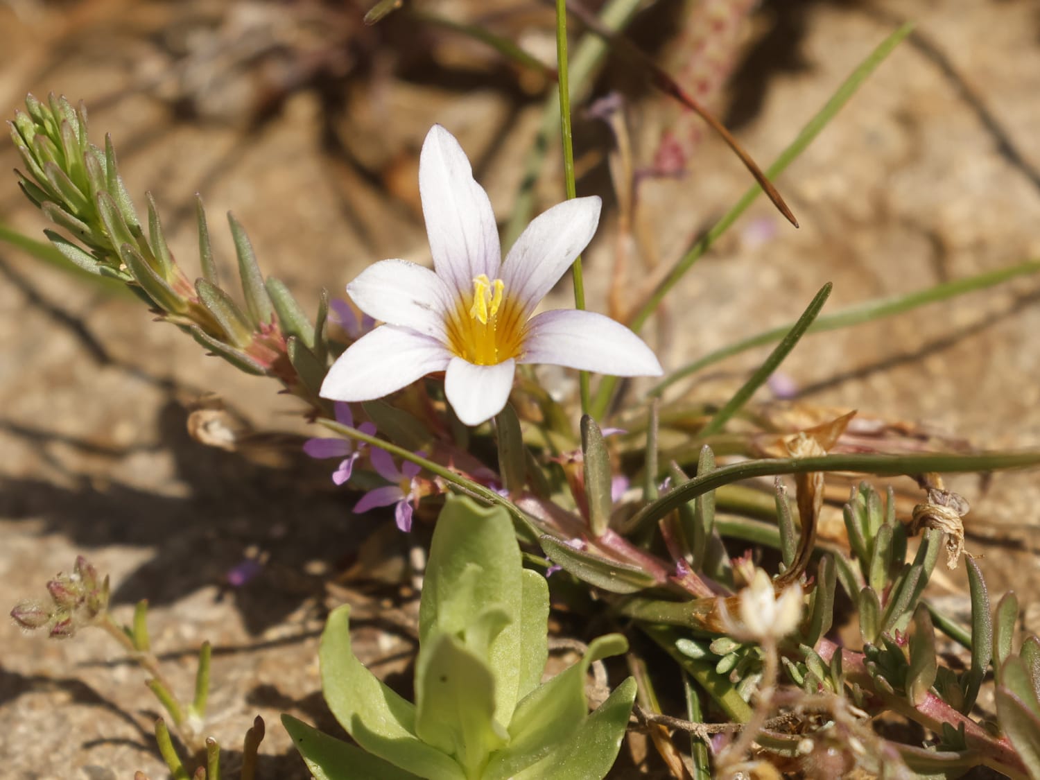 Romulea bulbocodium, Crete - Philip Precey