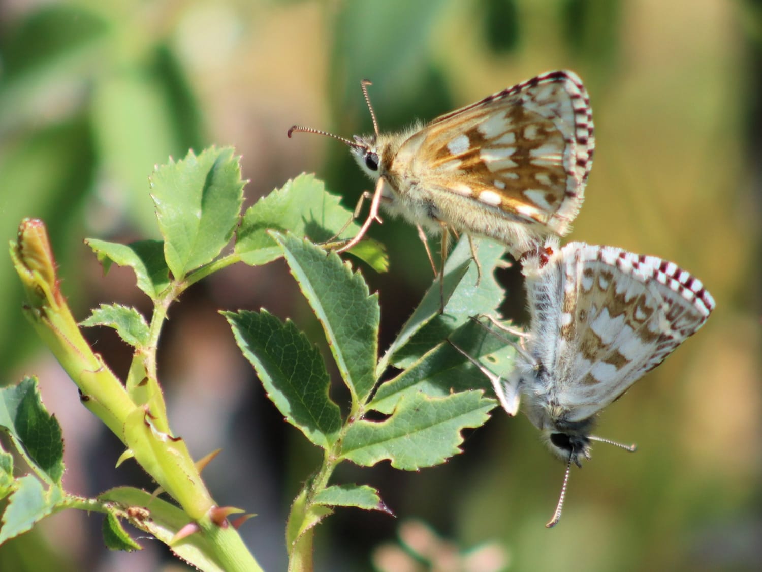 Safflower Skipper, Dordogne - Laurie Jackson