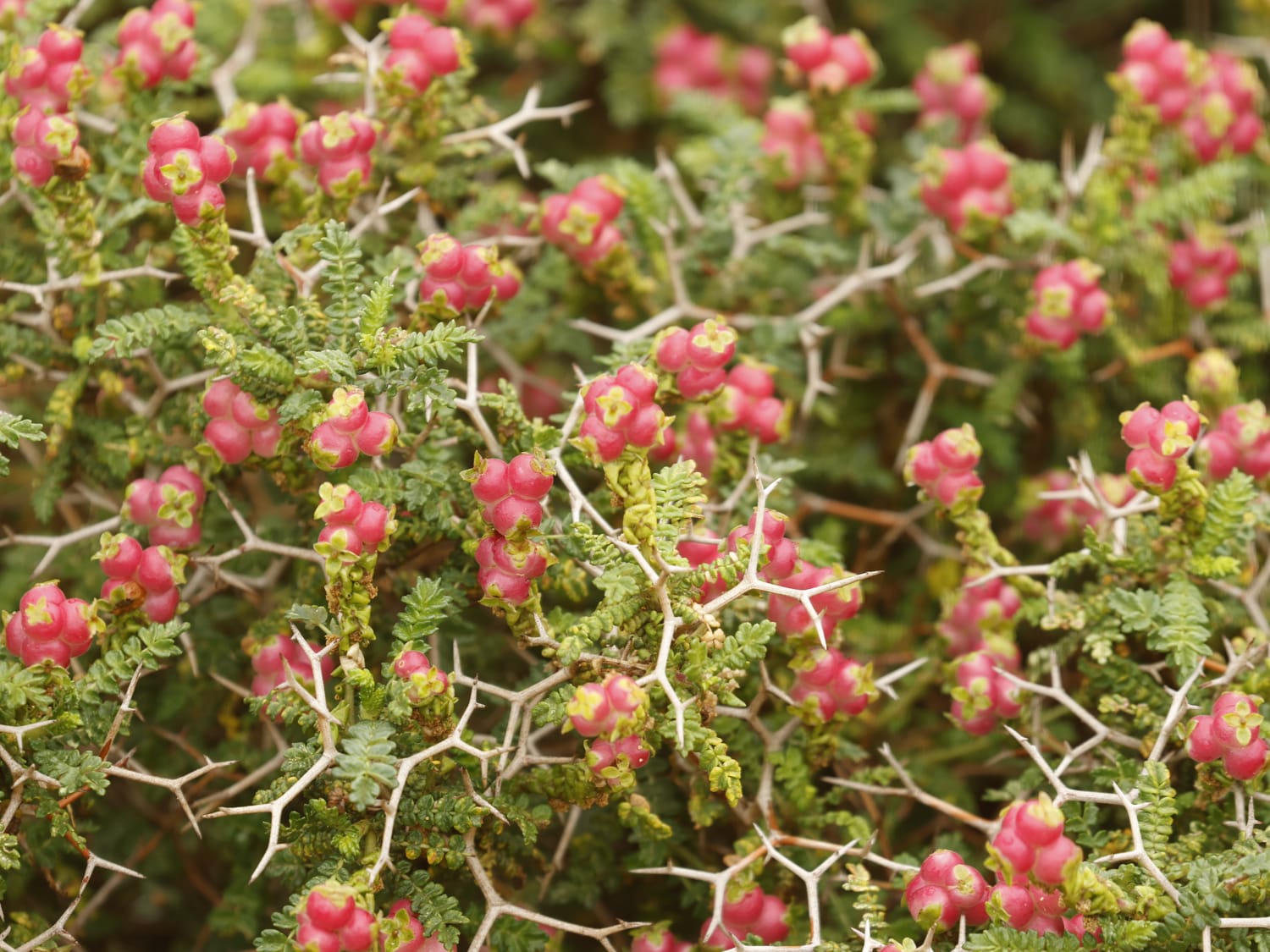Sarcopoterium spinosum, Cyprus - Philip Precey