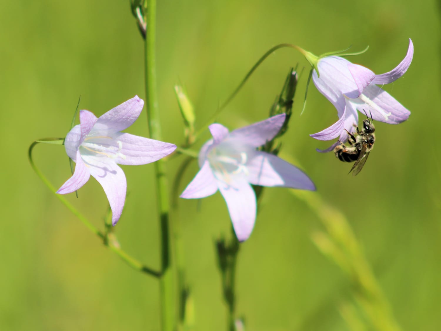 Solitary bee visiting Spreading Bellflower