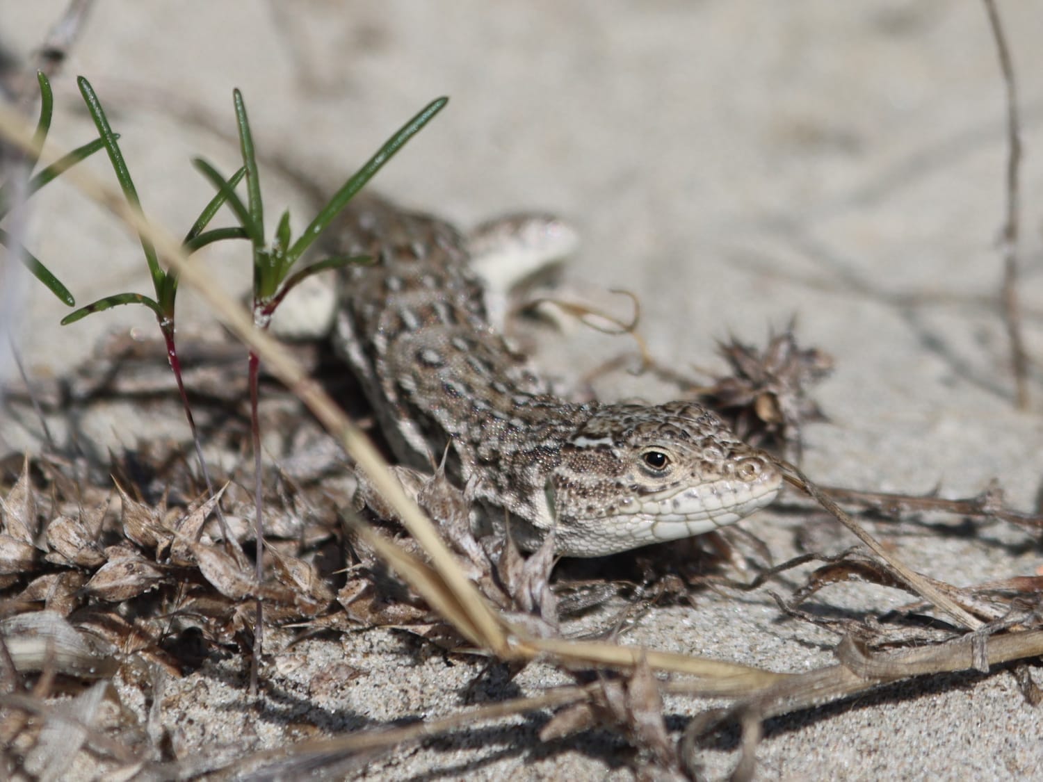 Steppe-runner on the sand