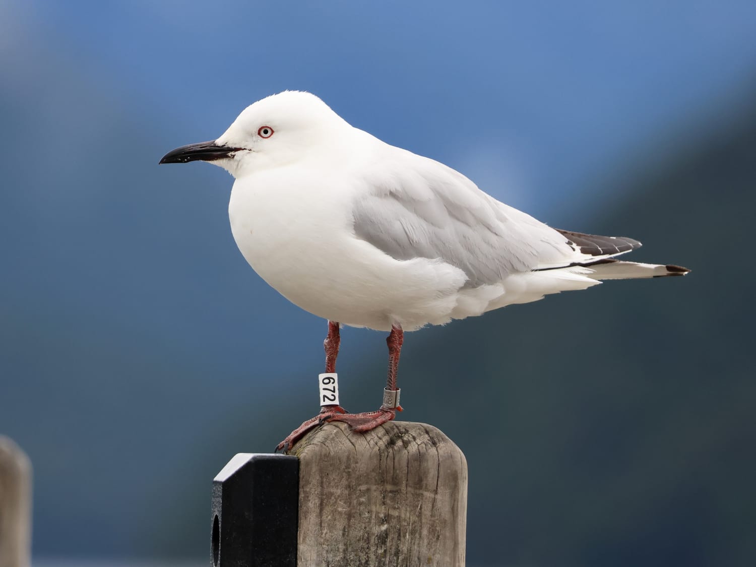 Tarāpuka Black-billed Gull, Aotearoa New Zealand - Laurie Jackson