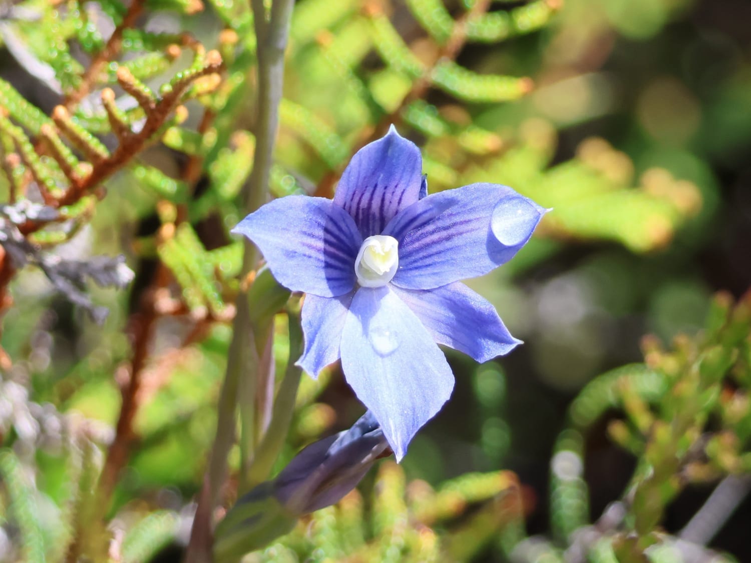 Thelymitra cyanea, Aotearoa New Zealand - Laurie Jackson