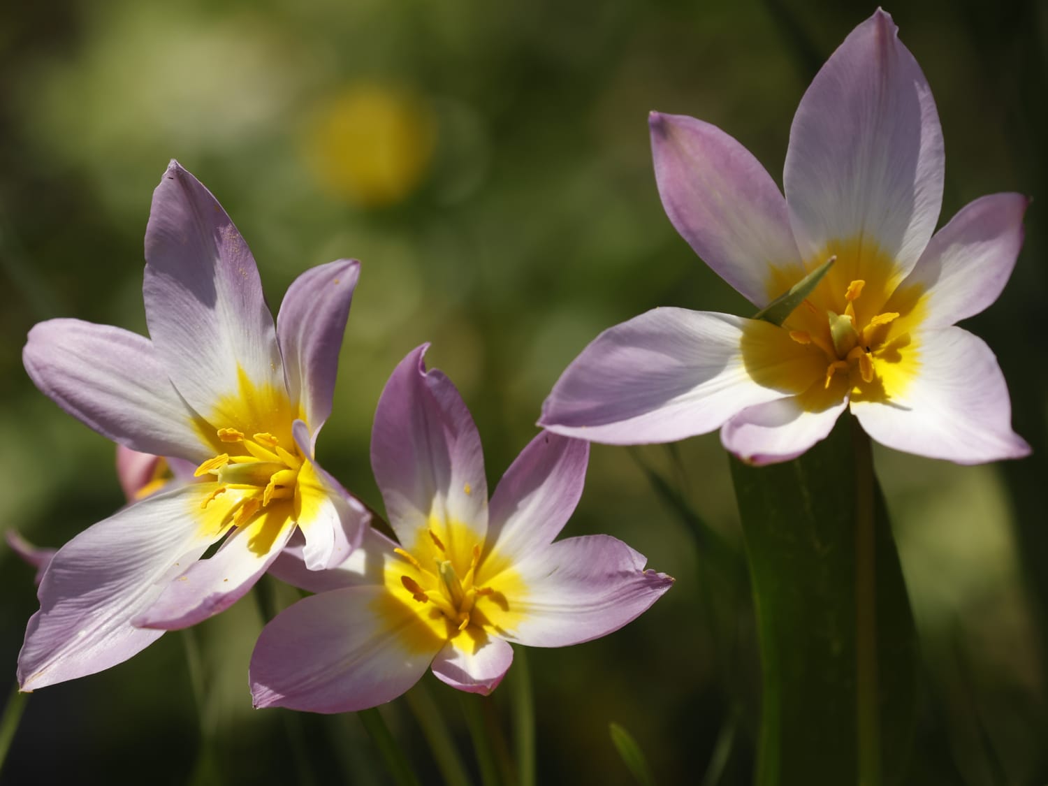 Tulipa saxatilis, Crete - Philip Precey