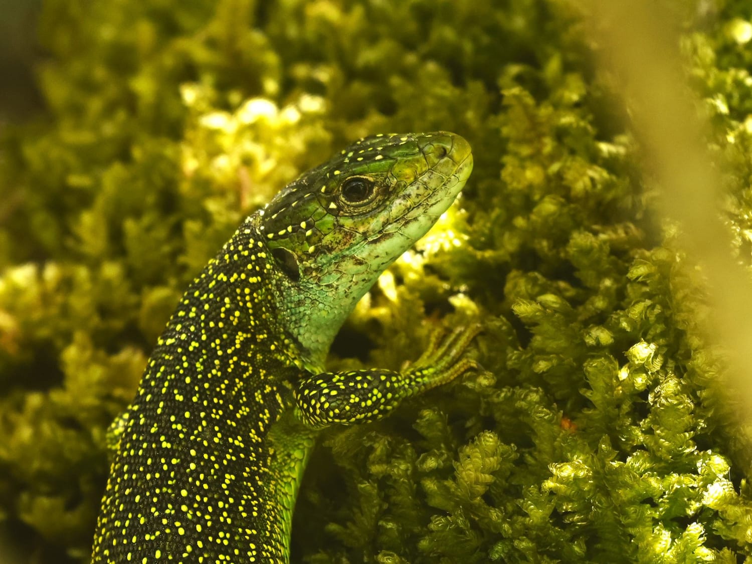 Western Green Lizard, Cevennes - Philip Precey