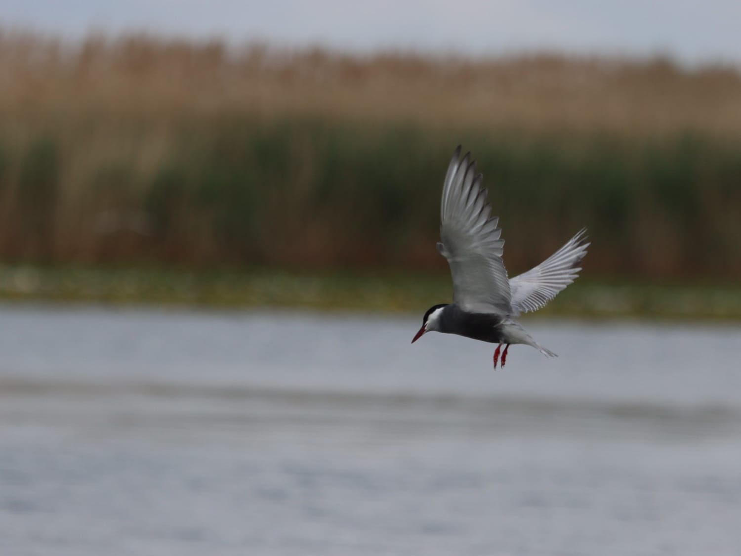 Whiskered Tern, Danube Delta - Laurie Jackson