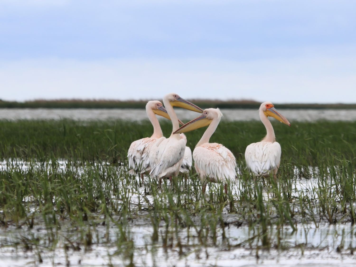 White Pelican, Danube Delta- Laurie Jackson