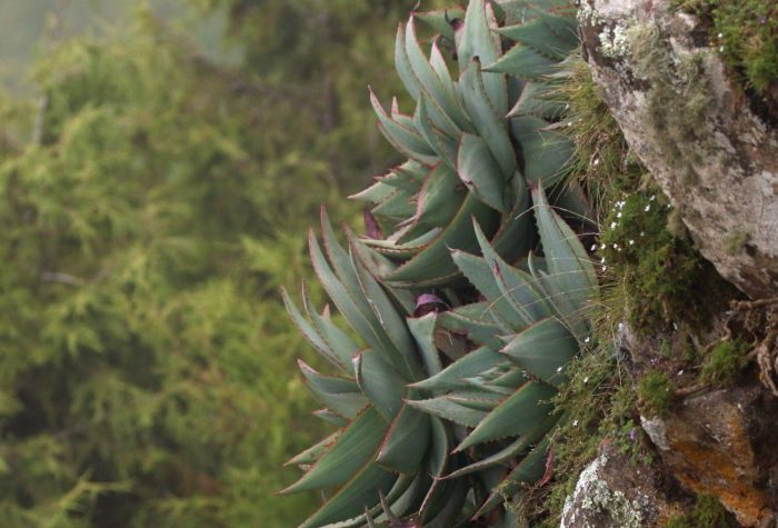 Aloe ankoberensis growing on a rocky edge, Ethiopia
