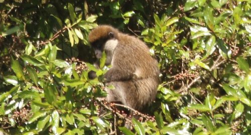 Bale Monkey sitting in a tree, Ethiopia