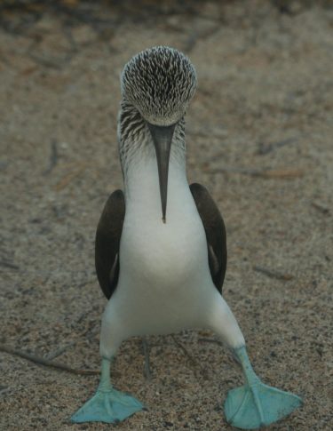 Blue footed Booby on a sandy beach, Galapagos