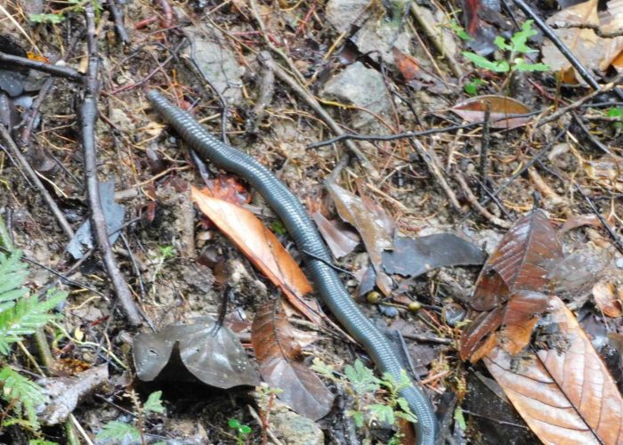 Brahminy Blind Snake moving among dead leaves, Borneo