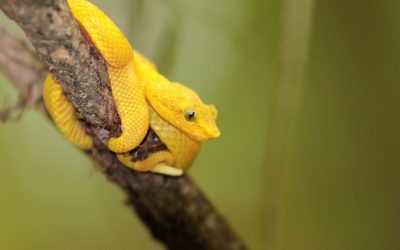 Eyelash-Pit-Viper-Costa-Rica
