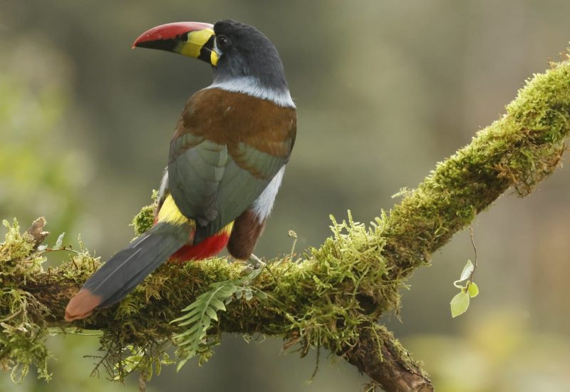 Grey-breasted Mountain Toucan, Colombia - Philip Precey