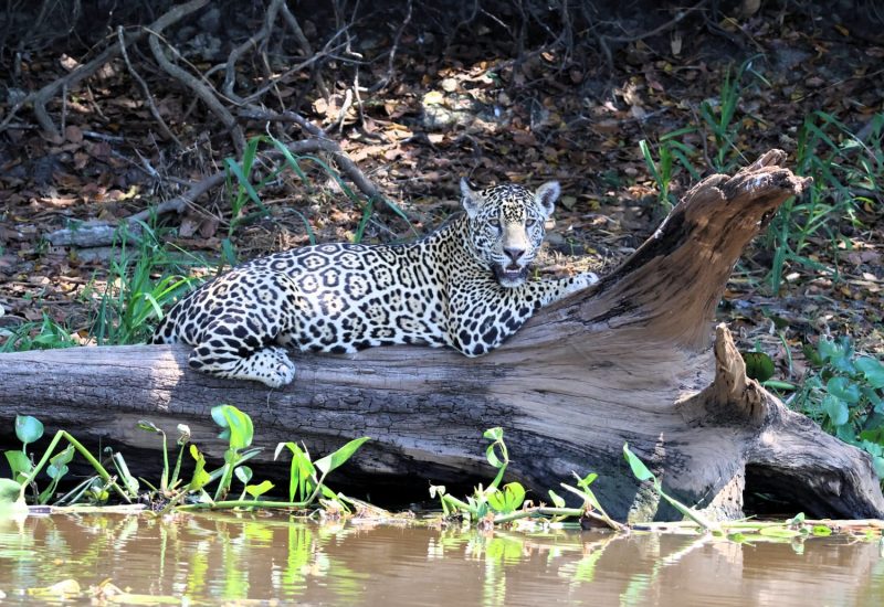 Leopard, Pantanal - Laurie Jackson