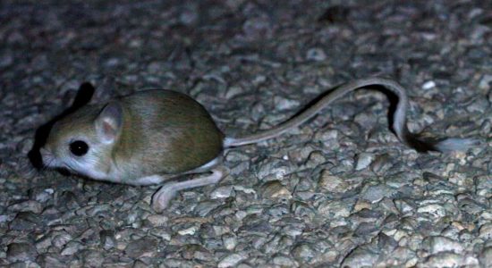 Lesser Egyptian Jerboa crossing the road by torchlight, Western Sahara