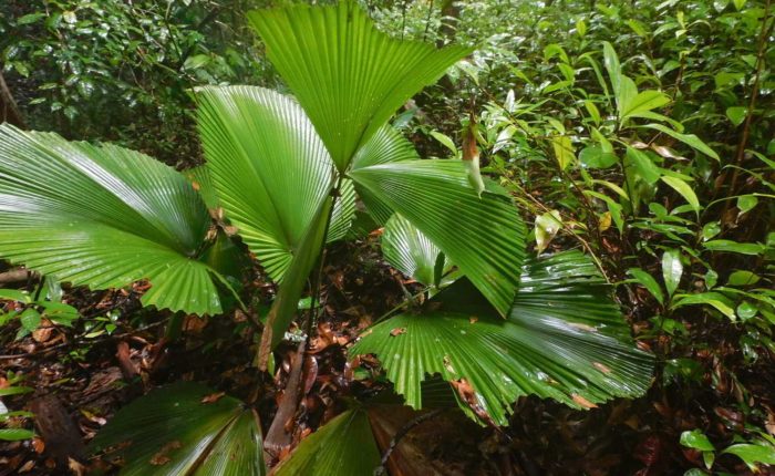 Licuala orbicularis in rainforest, Borneo