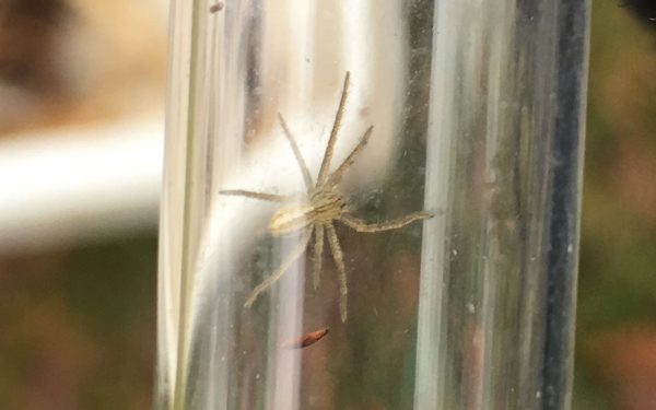 Micrommata virescens in a glass tube, Sussex