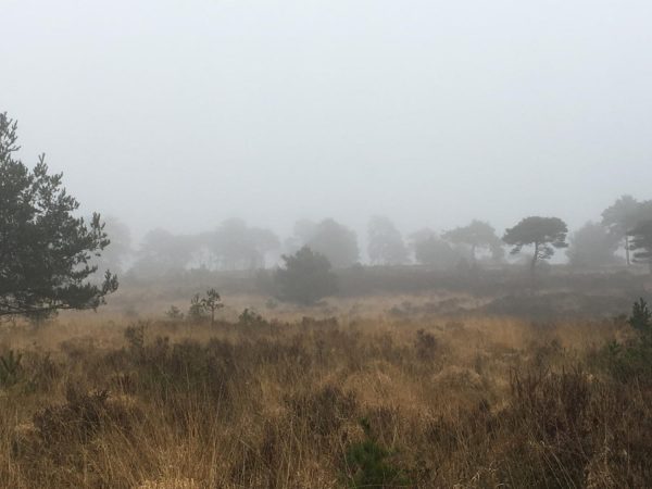 misty winter morning over the heathland at Old Lodge, Sussex