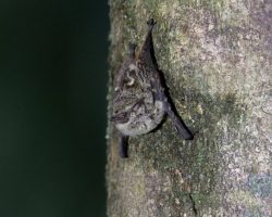 Proboscis Bat clinging to a tree trunk, Costa Rica